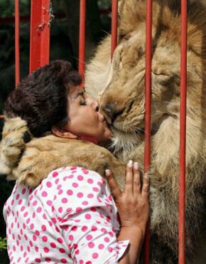 Lion and woman kissing